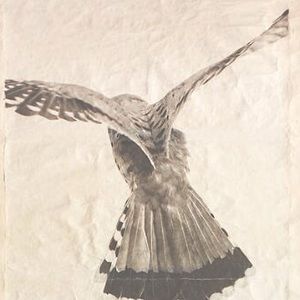 Everything Must Go 🌻